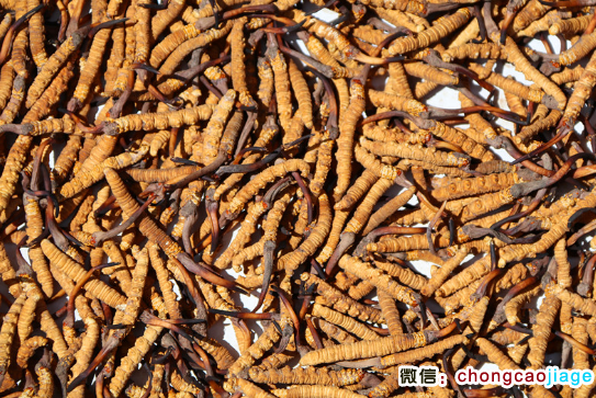 巴青縣冬蟲夏草圖片 巴青縣冬蟲夏草圖片