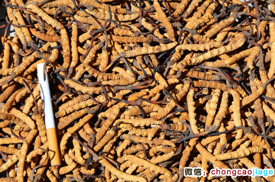 巴青蟲草圖片 巴青蟲草圖片