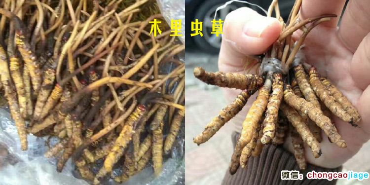 木里蟲草圖片 木里蟲草圖片