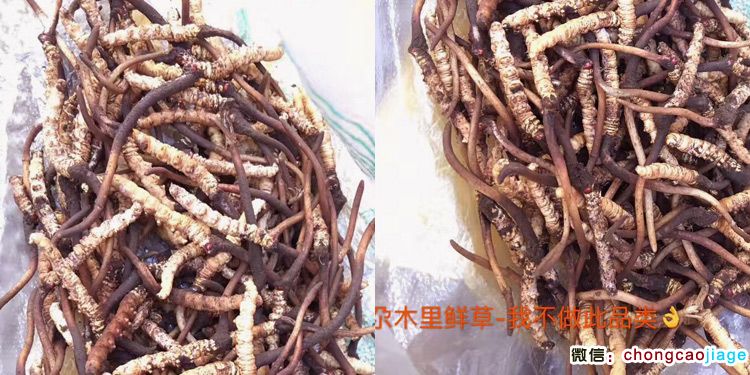 木里縣冬蟲夏草圖片 木里縣冬蟲夏草圖片