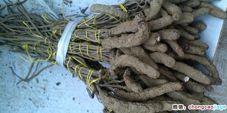 涼山蟲草圖片暨四川雷波蟲草圖片 涼山蟲草圖片暨四川雷波蟲草圖片