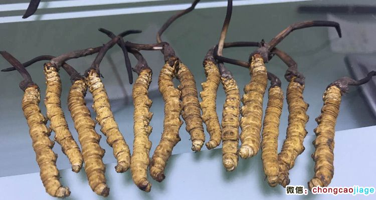 加查縣蟲草圖片 加查縣蟲草圖片