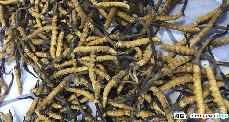 加查冬蟲夏草圖片 加查冬蟲夏草圖片