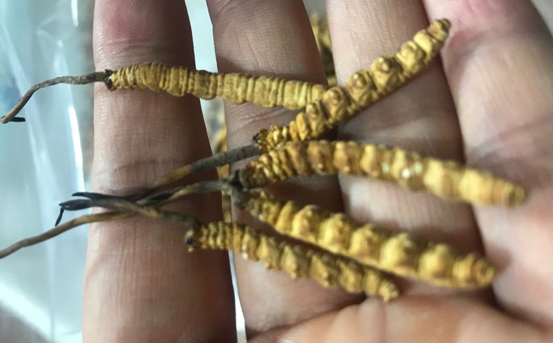 凍干冬蟲夏草圖片 凍干冬蟲夏草圖片