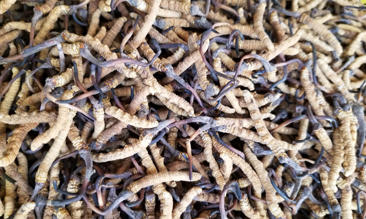 青海玉樹治多蟲草圖片 青海玉樹治多蟲草圖片