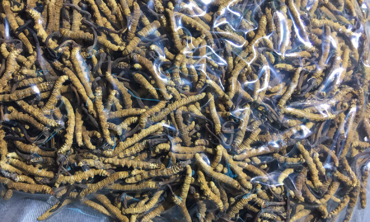 真空裝治多冬蟲夏草圖片 真空裝治多冬蟲夏草圖片