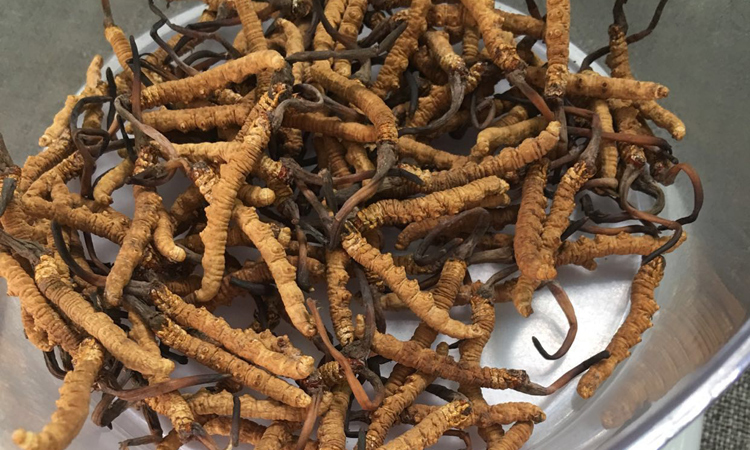 治多冬蟲夏草圖片 治多冬蟲夏草圖片