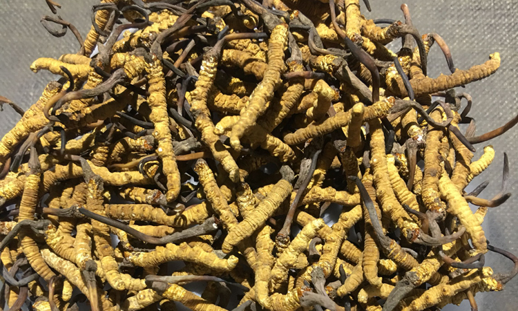 治多冬蟲夏草斷蟲草圖片 治多冬蟲夏草斷蟲草圖片