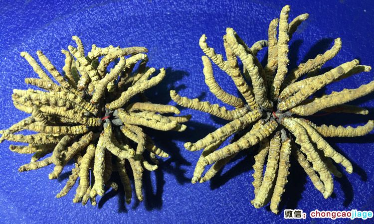 冬蟲夏草3條1克與6根1克大小對比圖片 冬蟲夏草3條1克與6根1克大小對比圖片