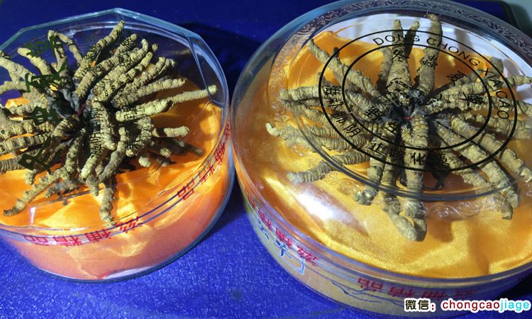 10克冬蟲夏草30根與60條大小扎花對比圖片 10克冬蟲夏草30根與60條大小扎花對比圖片