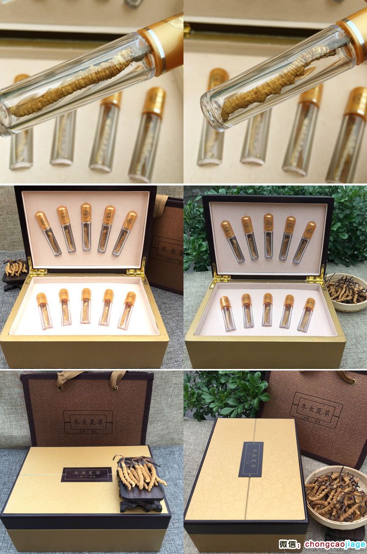 高檔蟲草試管10根禮品裝 高檔蟲草試管10根禮品裝