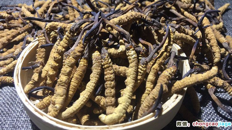 冬蟲夏草2條1克圖片 冬蟲夏草2條1克圖片