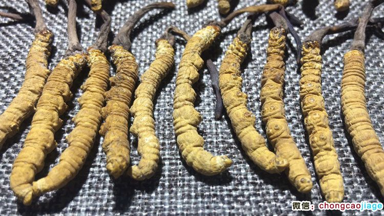 2條1克冬蟲夏草特寫圖片 2條1克冬蟲夏草特寫圖片