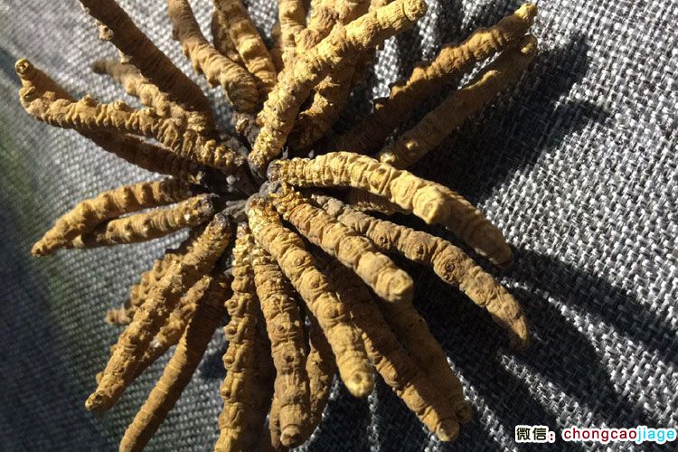 2根1克冬蟲夏草扎花圖片 2根1克冬蟲夏草扎花圖片
