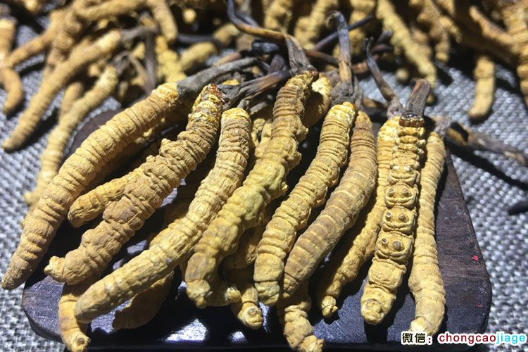 1000條每斤蟲草圖片 1000條每斤蟲草圖片