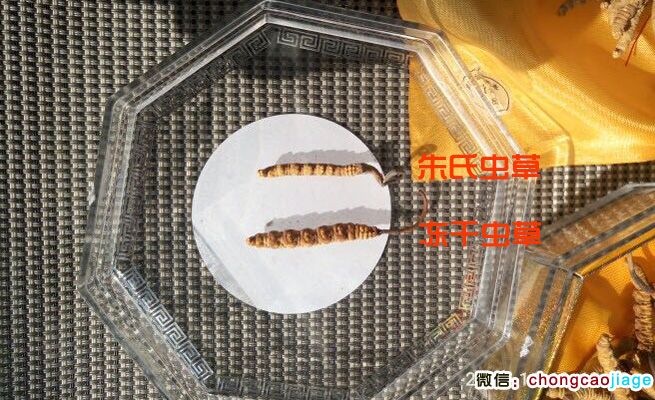 曬干蟲草和凍干蟲草大小對比圖片 曬干蟲草和凍干蟲草大小對比圖片