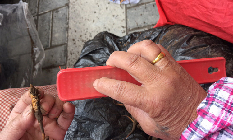 清理蟲草足部泥土 清理蟲草足部泥土