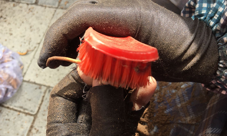 清理新鮮蟲草眼部泥土 清理新鮮蟲草眼部泥土