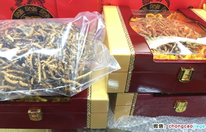 朱氏冬蟲夏草30克禮盒裝 朱氏冬蟲夏草30克禮盒裝