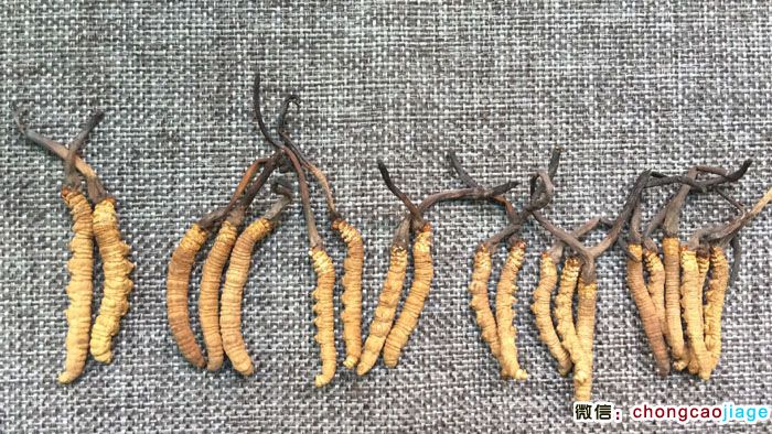 冬蟲夏草等級大小區(qū)別圖片