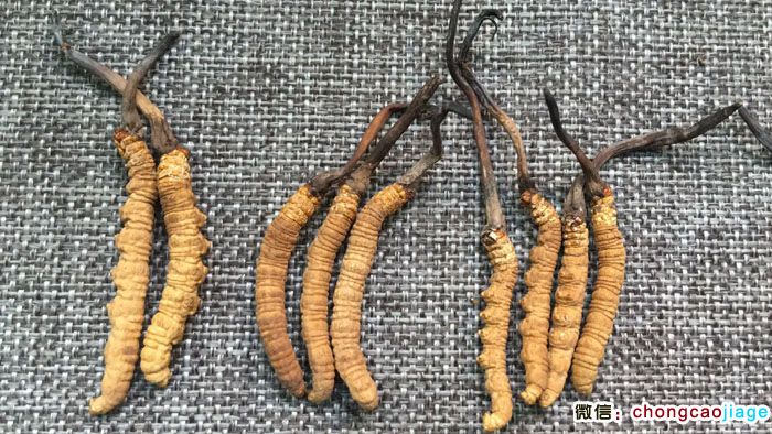 一克2條3條4條冬蟲夏草大小對比圖片