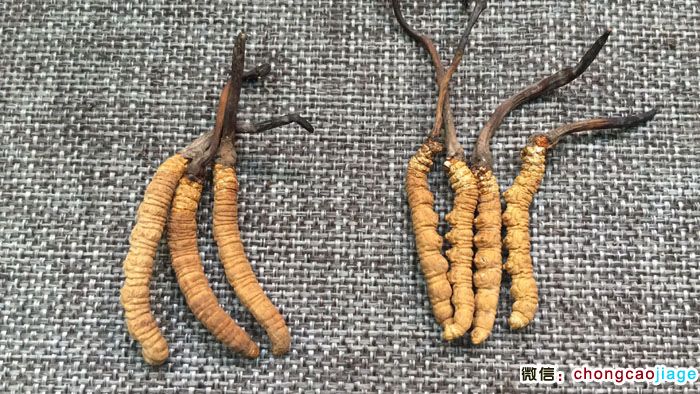 3條一克和4條一克冬蟲夏草大小對比圖片