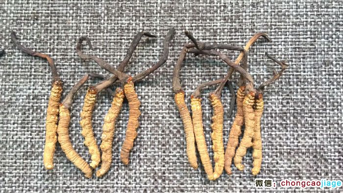 5條一克和6條一克冬蟲夏草大小對比圖片