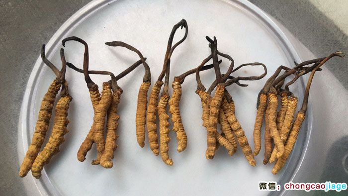 冬蟲夏草大小對比圖片