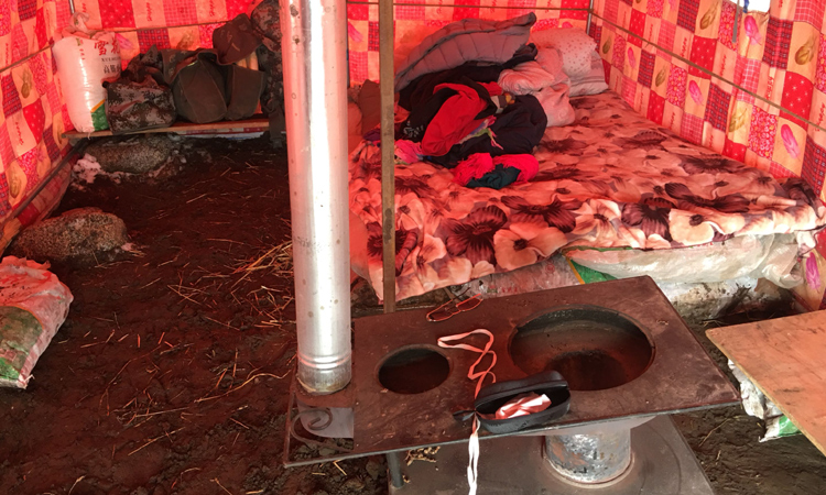 蟲草營地帳篷內部場景圖片