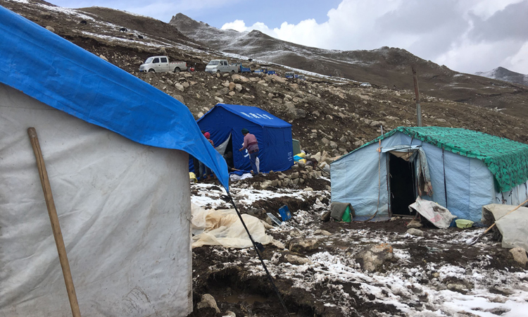 近距離觀看蟲草營地