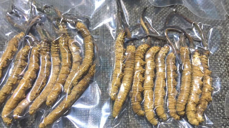 18條10克冬蟲夏草圖片