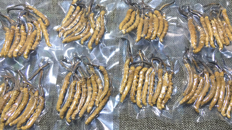 冬蟲夏草圖片1.8條1克