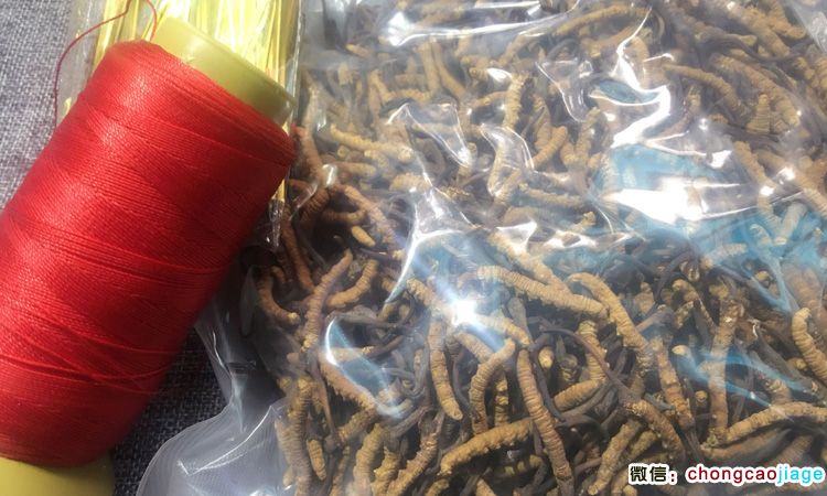 蟲草扎花用6股紅線 蟲草扎花用6股紅線