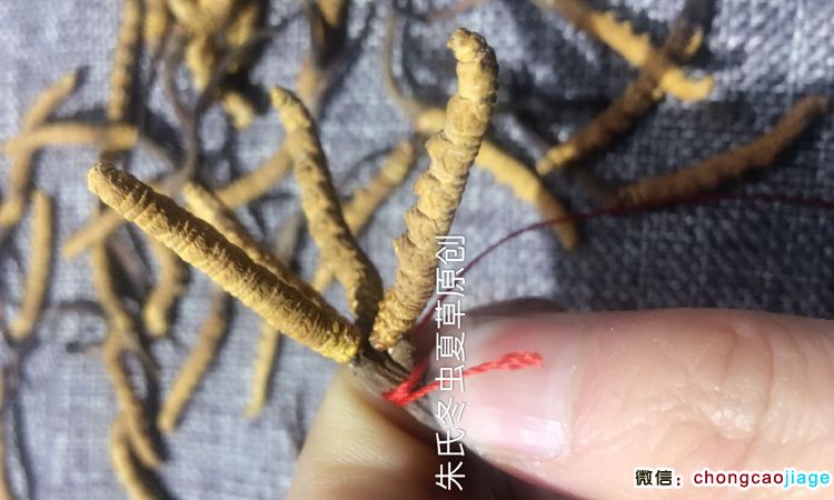 蟲草扎花搭花架子 蟲草扎花搭花架子