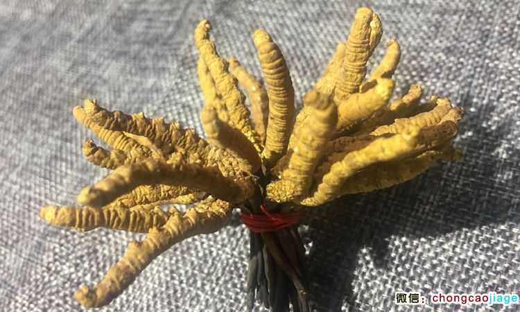 蟲草扎花成功圖片 蟲草扎花成功圖片