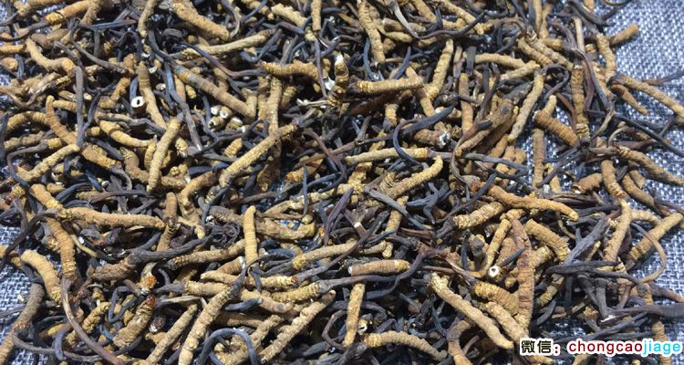 冬蟲夏草斷蟲草圖片 冬蟲夏草斷蟲草圖片