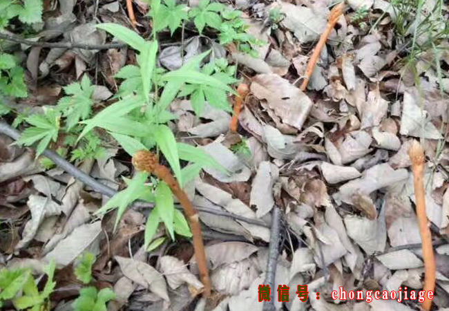 野生天麻圖片
