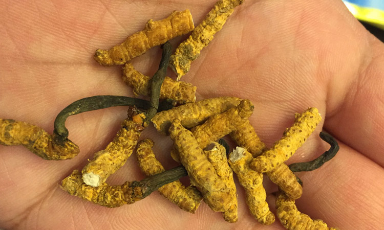 亞香棒蟲草蟲體有黑點