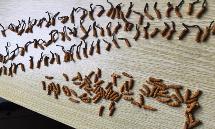 人為折斷的亞香棒蟲草