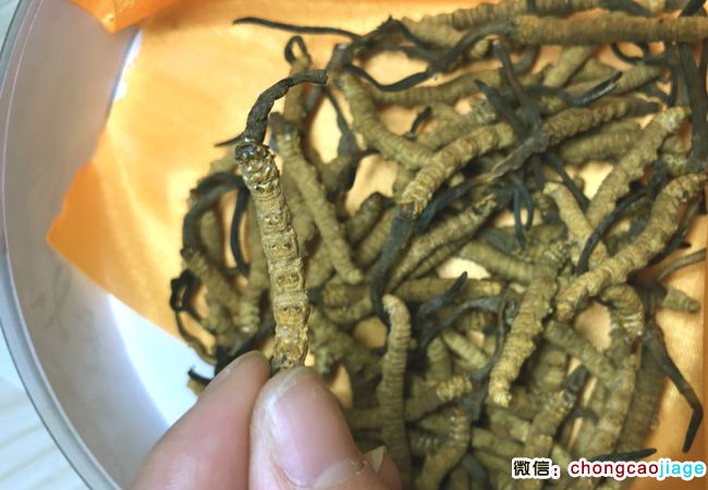 蟲草圖片 蟲草圖片