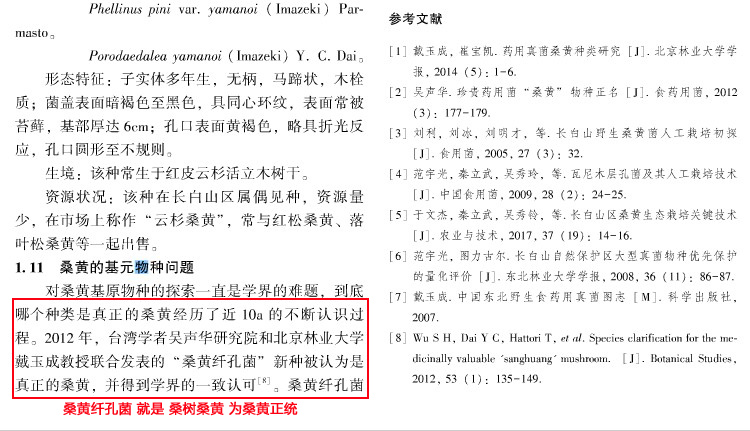 桑樹桑黃為正統桑黃 桑樹桑黃為正統桑黃
