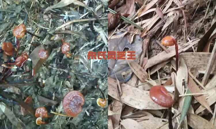 海南靈芝王圖片 海南靈芝王圖片