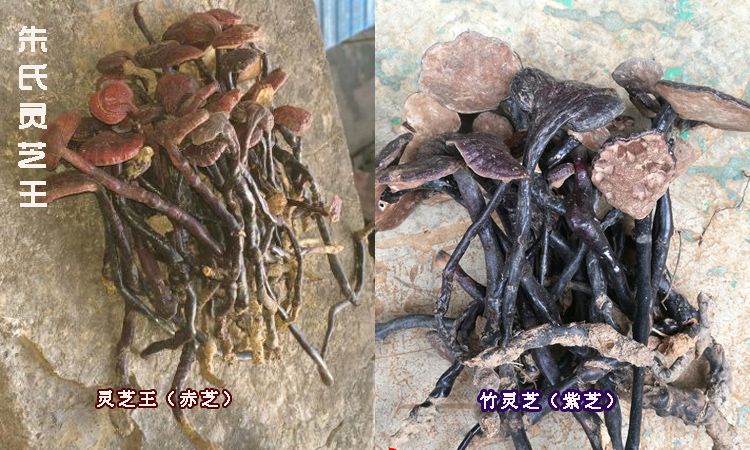 靈芝王和竹靈芝的區(qū)別圖片 靈芝王和竹靈芝的區(qū)別圖片