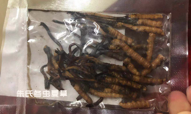 新鮮蟲草解凍后圖片 新鮮蟲草解凍后圖片
