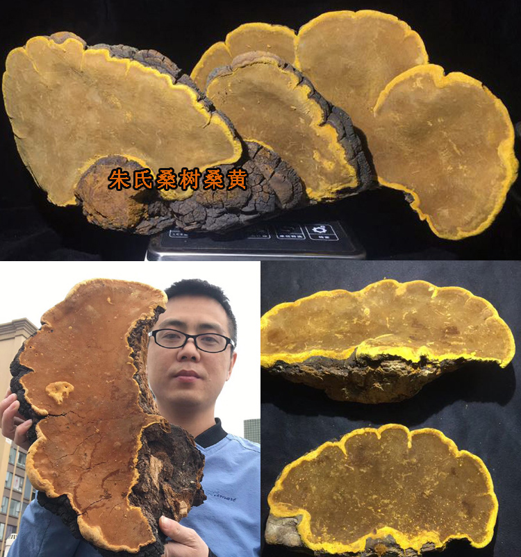 50年野生桑樹桑黃圖片 50年野生桑樹桑黃圖片