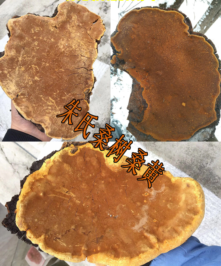 40年桑樹野生桑黃圖片 40年桑樹野生桑黃圖片