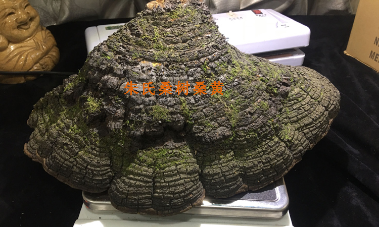 秦嶺桑樹(shù)桑黃圖片 秦嶺桑樹(shù)桑黃圖片