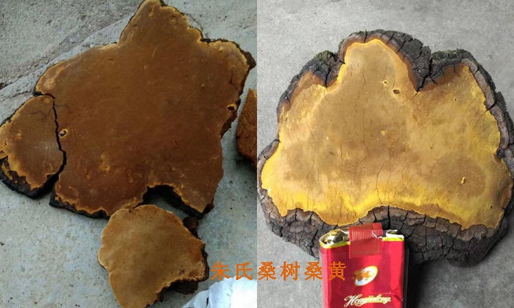 大巴山桑樹(shù)桑黃圖片 大巴山桑樹(shù)桑黃圖片