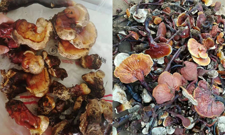 西藏野生白心靈芝圖片 西藏野生白心靈芝圖片