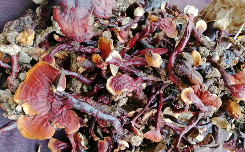 野生白心靈芝圖片 野生白心靈芝圖片